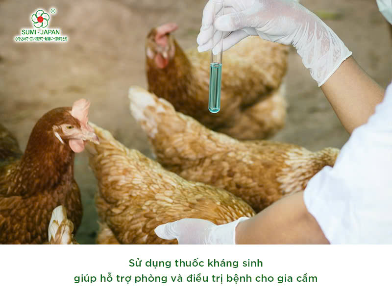 Những điều cần quan tâm khi sử dụng thuốc kháng sinh cho gia cầm