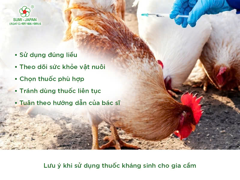 Những điều cần quan tâm khi sử dụng thuốc kháng sinh cho gia cầm