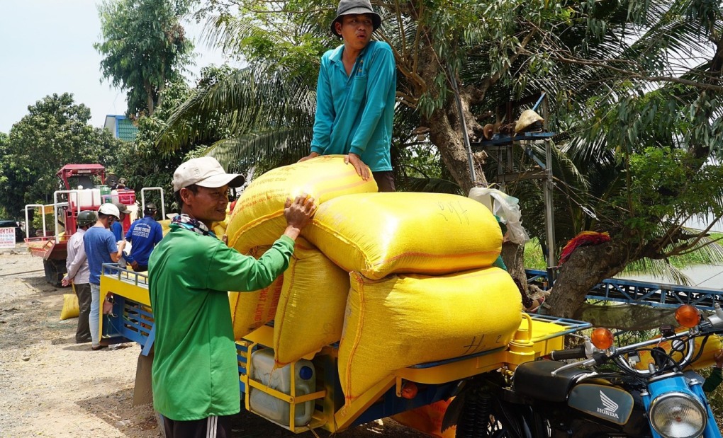 Nông dân huyện An Phú, An Giang tập kết lúa để thương lái đến thu mua. Ảnh: Ngọc Tài