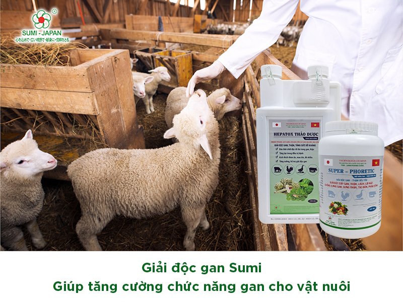 Giải độc gan Sumi - Sản phẩm chất lượng được tin dùng