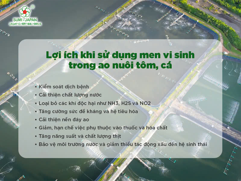 3 men vi sinh chuyên dùng cho ao nuôi tôm, cá tốt nhất